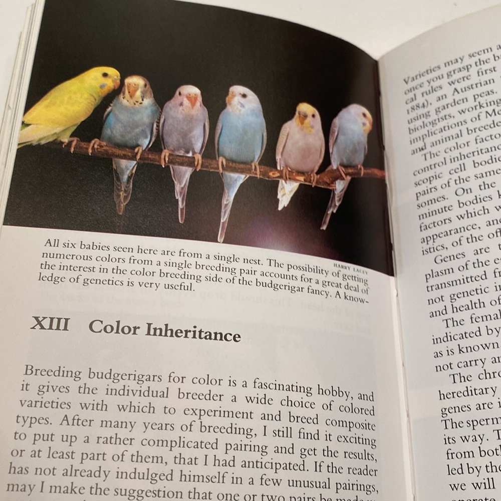 “Pet Library, Parakeet Guide,” - Picture 6 of 7